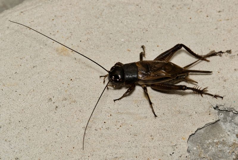 Cricket Control Service in New Braunfels, TX