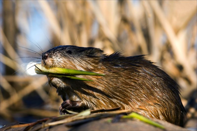 Muskrat Removal Service detail