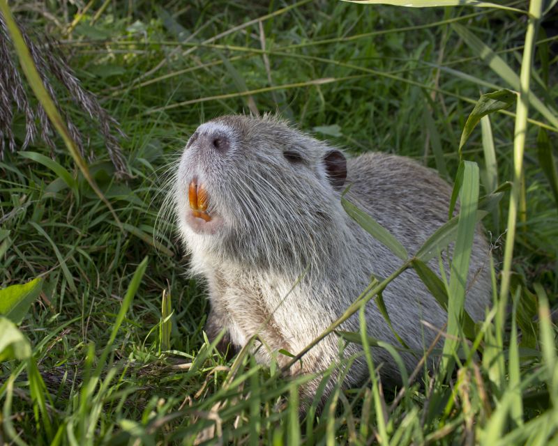 Muskrat Removal Service detail