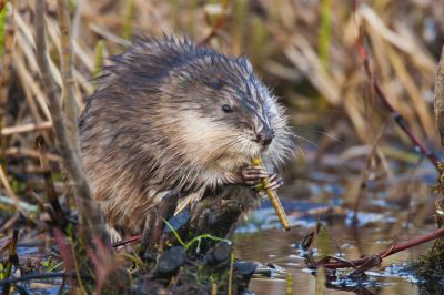 Keep Your Property Free of Muskrats!