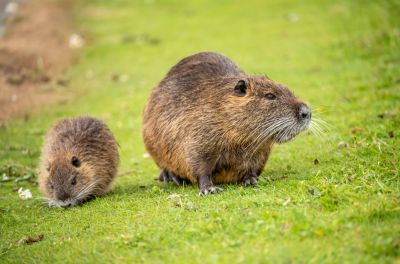 Protect Your Property from Muskrats!