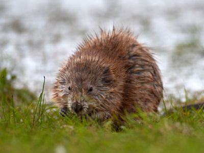 Remove Muskrats in Safe and Humane Ways!